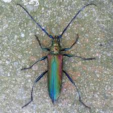 Attēlu rezultāti vaicājumam “Aromia moschata”