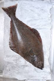 Image result for Reinhardtius hippoglossoides