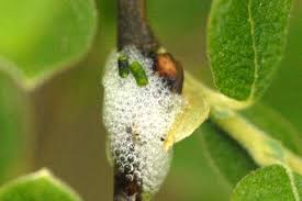 Attēlu rezultāti vaicājumam “Aphrophora nymph”
