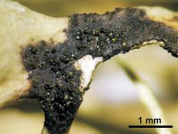 Attēlu rezultāti vaicājumam “Plectocarpon lichenum”