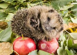 Attēlu rezultāti vaicājumam “Insectivora”