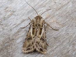 Attēlu rezultāti vaicājumam “Agrotis vestigialis”