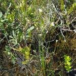 Attēlu rezultāti vaicājumam “Rhynchospora alba fruit”