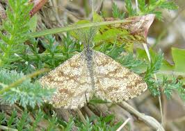 Attēlu rezultāti vaicājumam “Ematurga atomaria male”