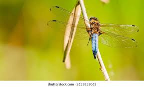 Attēlu rezultāti vaicājumam “Libellula fulva”