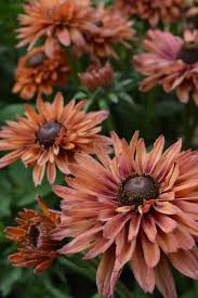 Image result for Rudbeckia