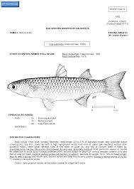 Image result for Mugil liza