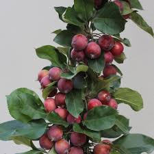 Attēlu rezultāti vaicājumam “Malus purpurea”