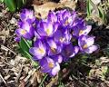 How to Grow Snow Crocus, Growing Crocuses Corms, Gardener's Network