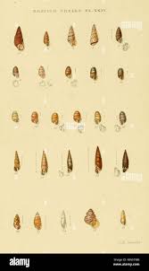 Attēlu rezultāti vaicājumam “Ena obscura”