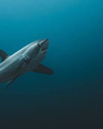 Image result for Alopias pelagicus