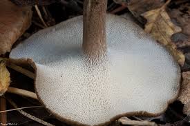 Attēlu rezultāti vaicājumam “Polyporus brumalis”