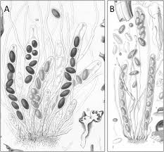 Attēlu rezultāti vaicājumam “Ascobolus furfuraceus”