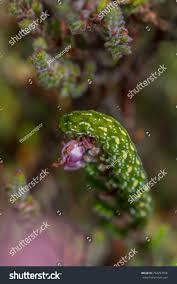 Attēlu rezultāti vaicājumam “Anarta myrtilli larva”