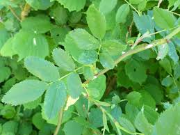 Attēlu rezultāti vaicājumam “Rosa subcanina leaf”