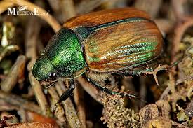 Attēlu rezultāti vaicājumam “Anomala dubia”