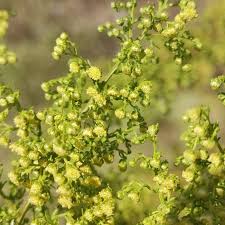 Image result for Artemisia annua