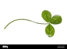 Attēlu rezultāti vaicājumam “Trifolium repens leaf”