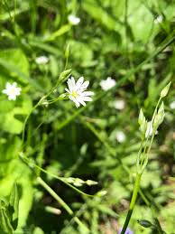 Attēlu rezultāti vaicājumam “Stellaria graminea flower”