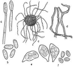 Attēlu rezultāti vaicājumam “Erysiphe galeopsidis”