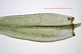 Attēlu rezultāti vaicājumam “Aulacomnium palustre”