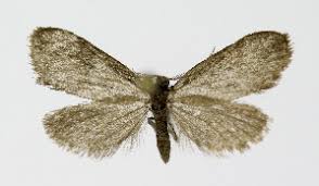 Attēlu rezultāti vaicājumam “Psyche casta”