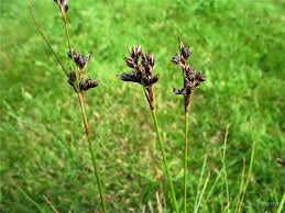 Attēlu rezultāti vaicājumam “Juncus squarrosus”