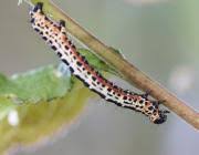 Attēlu rezultāti vaicājumam “Abraxas grossulariata larva”