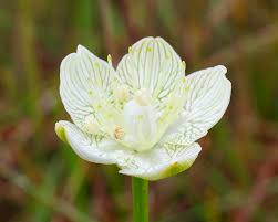 Attēlu rezultāti vaicājumam “Parnassia palustris bud”