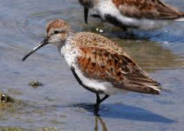 Attēlu rezultāti vaicājumam “Calidris alpina”