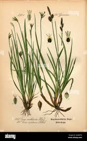 Attēlu rezultāti vaicājumam “Carex ornithopoda fruit”