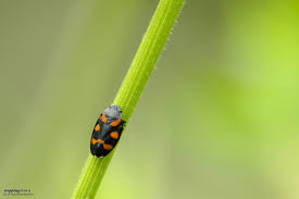 Attēlu rezultāti vaicājumam “Diderma roanense macro”