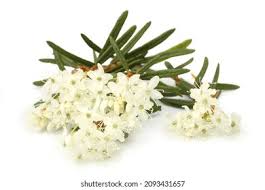 Attēlu rezultāti vaicājumam “Ledum palustre leaf”