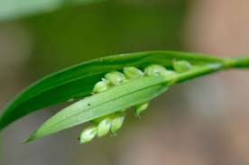 Attēlu rezultāti vaicājumam “Carex digitata bud”