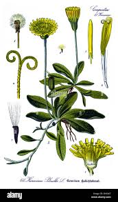 Image result for Hieracium pilosella