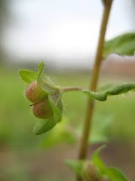 Attēlu rezultāti vaicājumam “Veronica agrestis leaf”