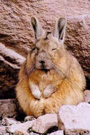 Image result for viscacha
