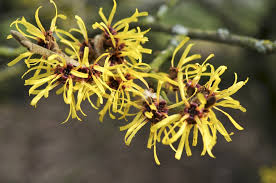 Attēlu rezultāti vaicājumam “Hamamelis mollis”