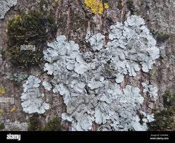 Attēlu rezultāti vaicājumam “Parmelina tiliacea”