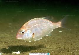 Image result for Pagrus