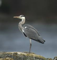 Attēlu rezultāti vaicājumam “Ardea cinerea”