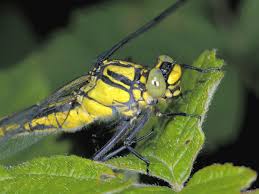 Attēlu rezultāti vaicājumam “Gomphus flavipes”