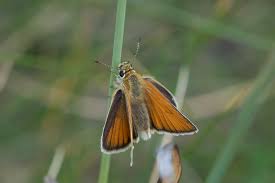 Attēlu rezultāti vaicājumam “Thymelicus lineola underside”