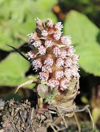 Attēlu rezultāti vaicājumam “Petasites hybridus”