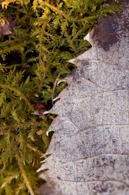 Attēlu rezultāti vaicājumam “Thuidium delicatulum”