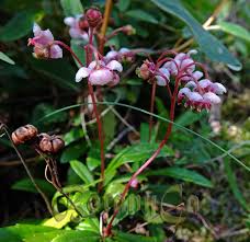Attēlu rezultāti vaicājumam “Chimaphila umbellata”