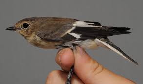 Image result for Ficedula albicollis