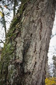 Attēlu rezultāti vaicājumam “Cystostereum murrayi”