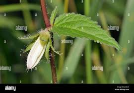 Attēlu rezultāti vaicājumam “Campanula trachelium leaf”