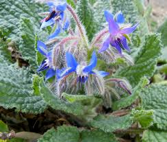 Image result for Borretsch